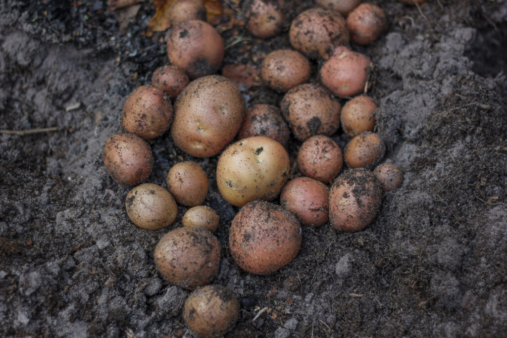 Aardappelen in aarde