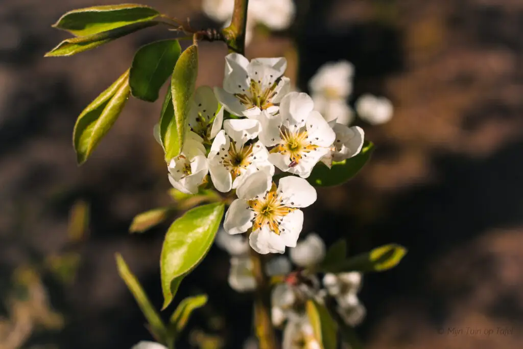 Lentebloesem met koude rillingen en een warme cake
