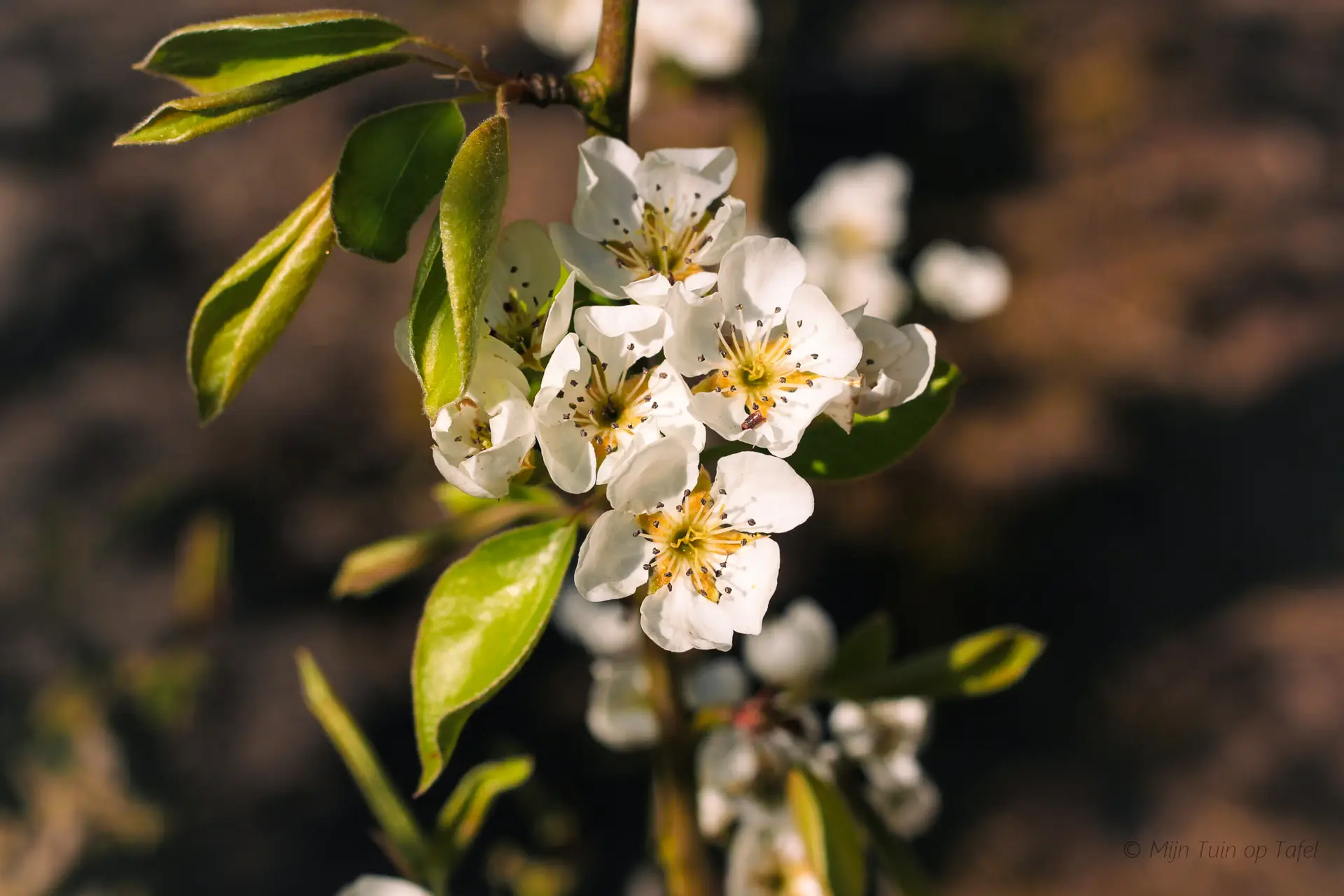 perenbloesem in de lente