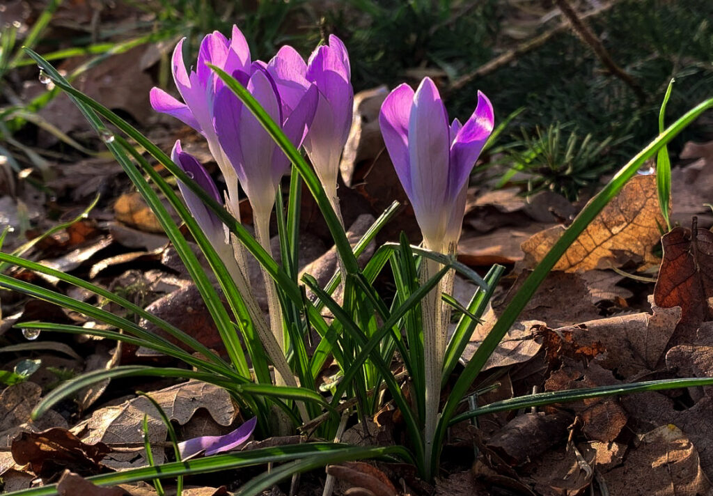 Krokusjes in ons bos, begin van de lente