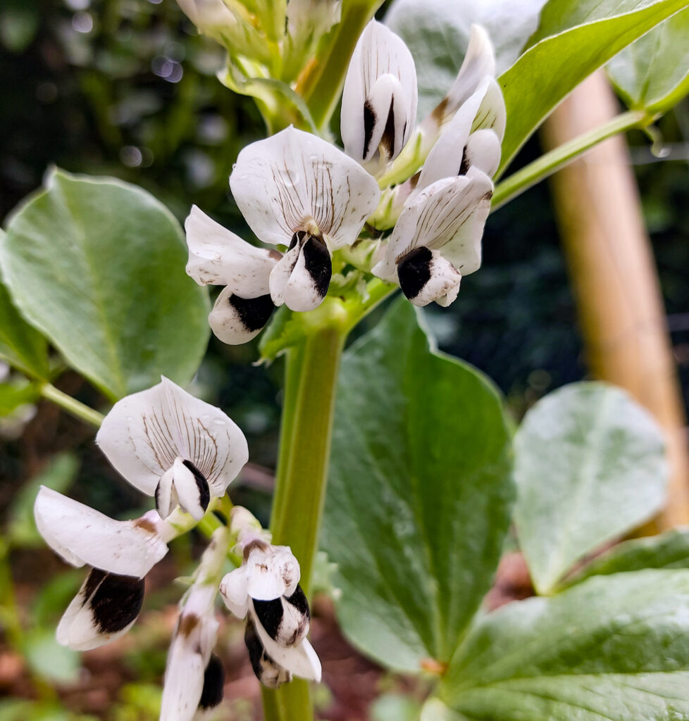 Tuinbonen kweken: van vroege zaai tot romige ravioli