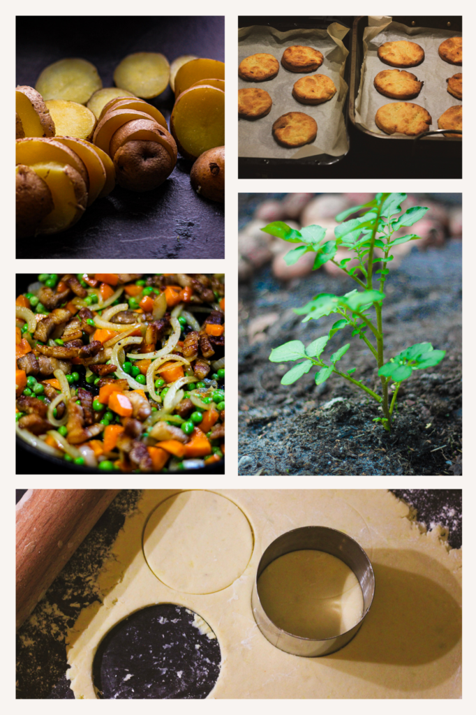 Collage aardappel potet-terte aardappelplant bondeomelette