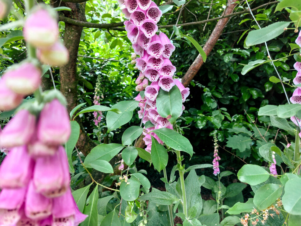 Vingerhoedskruid in de moestuin
