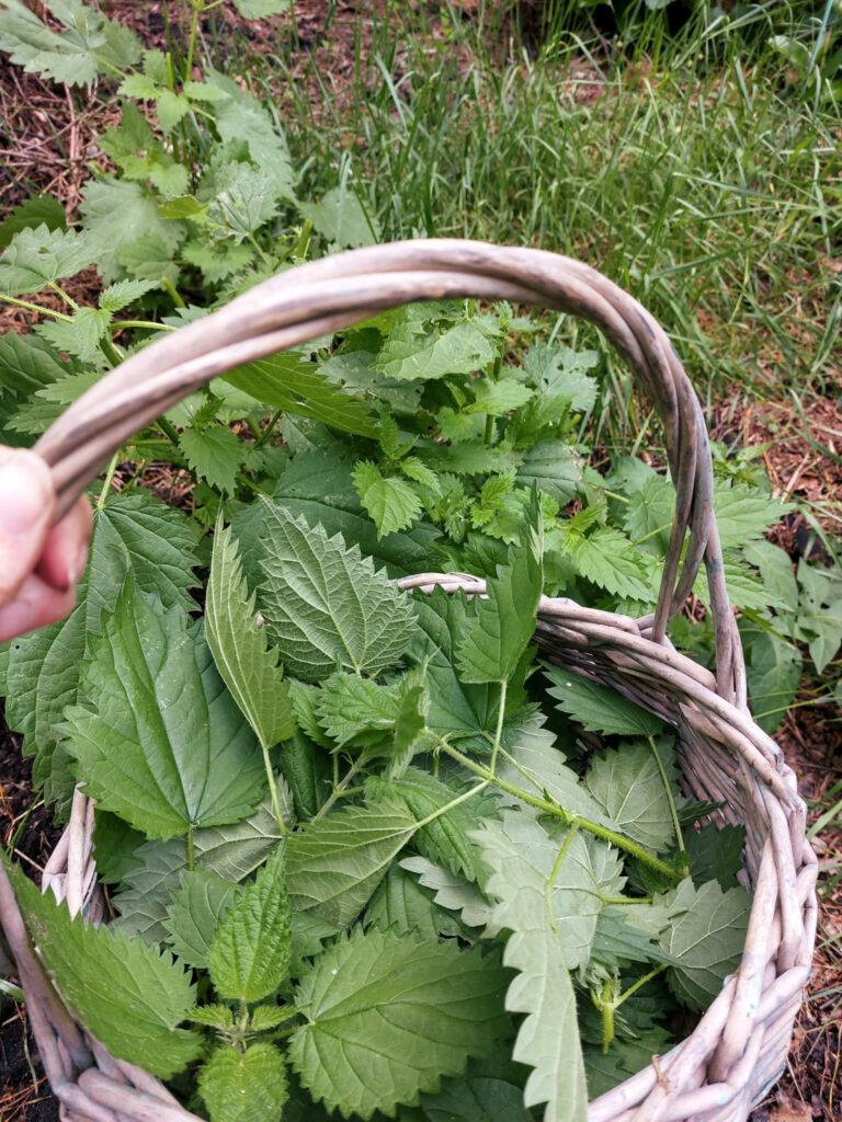 Brandnetel in mandje