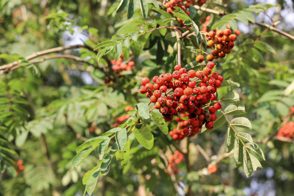 Lijsterbes boom met bessen