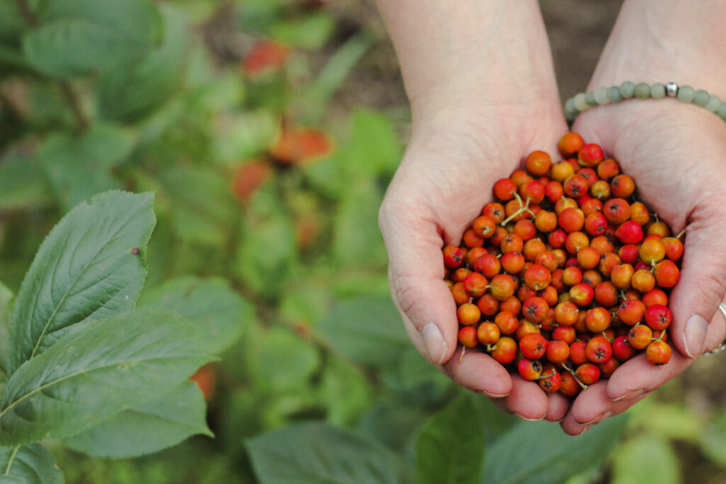 Lijsterbessen in handen