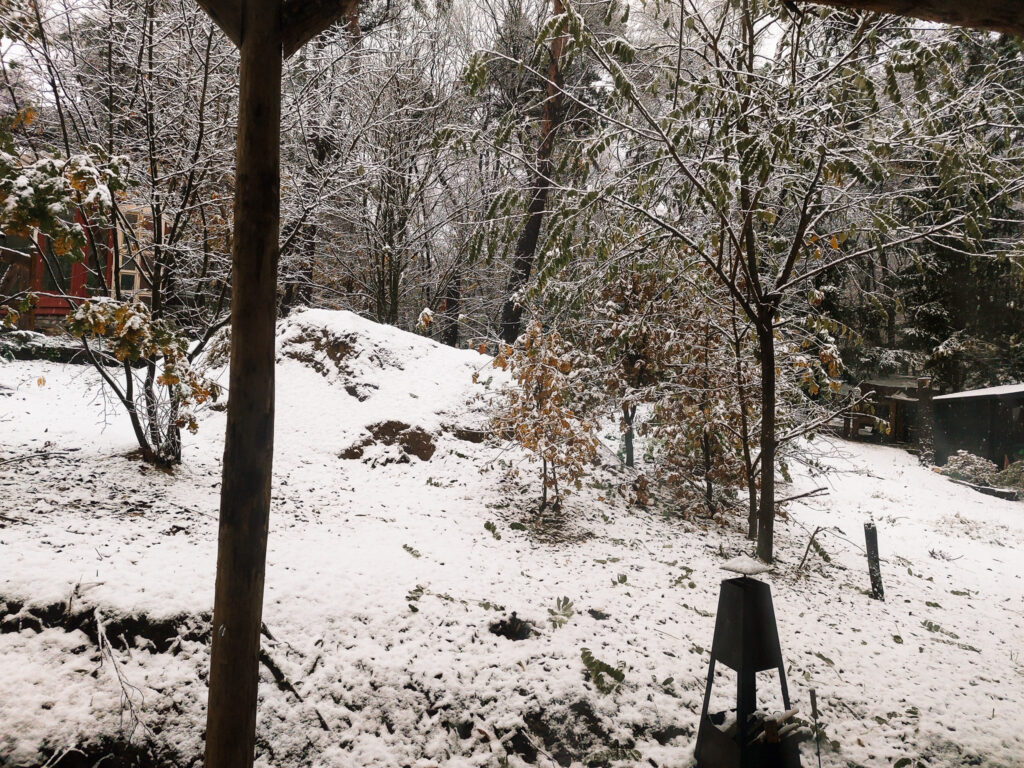 Eerste sneeuw in tuin 2024