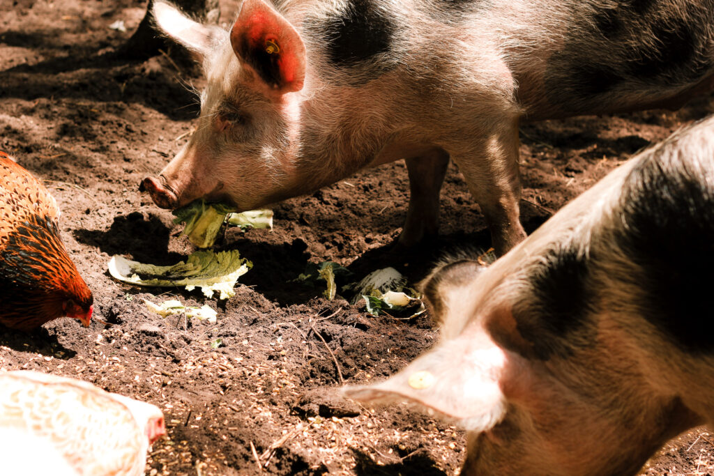 Varkens bonte Bentheimer x Piétrain