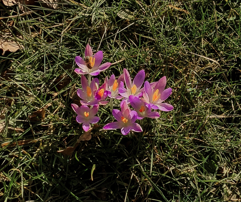 Bij op krokusjes in de zon