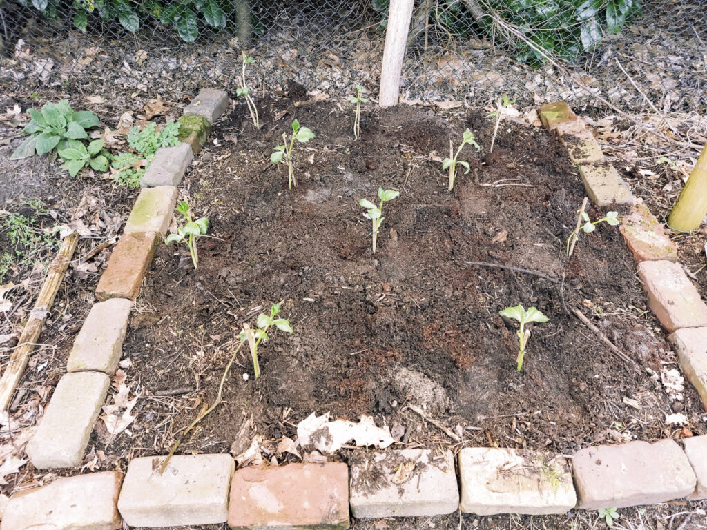 Bloemen van tuinboon