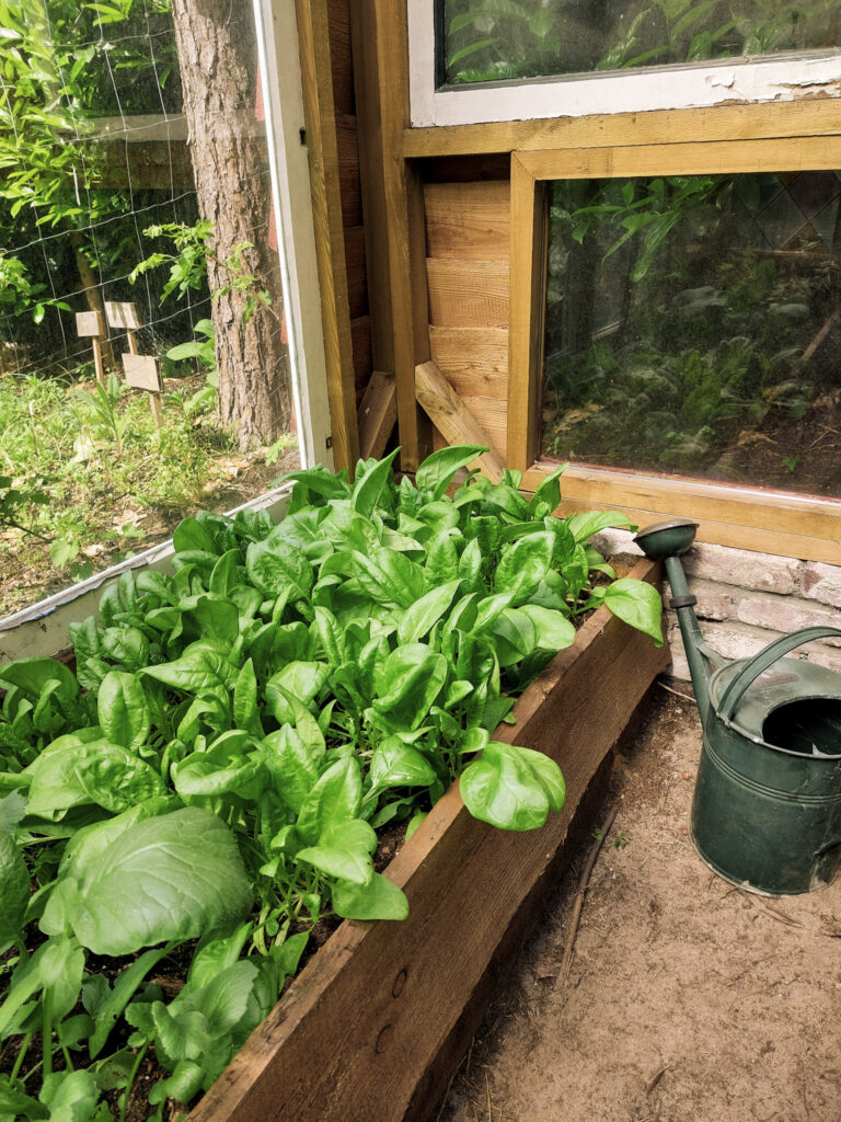 5 voorjaarsgroenten om in april te zaaien – Tips voor een smakelijke oogst