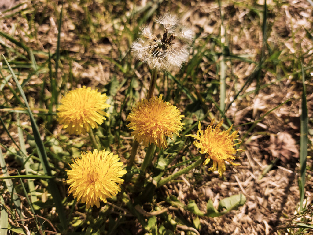 paardenbloemen in wei