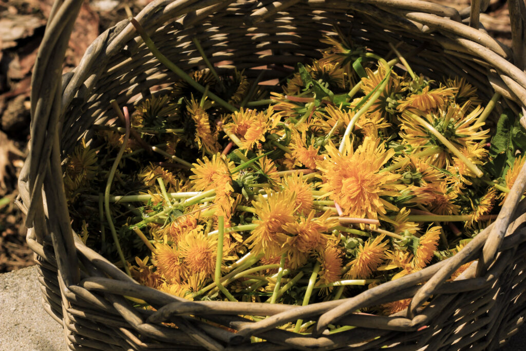 paardenbloemen wildplukken