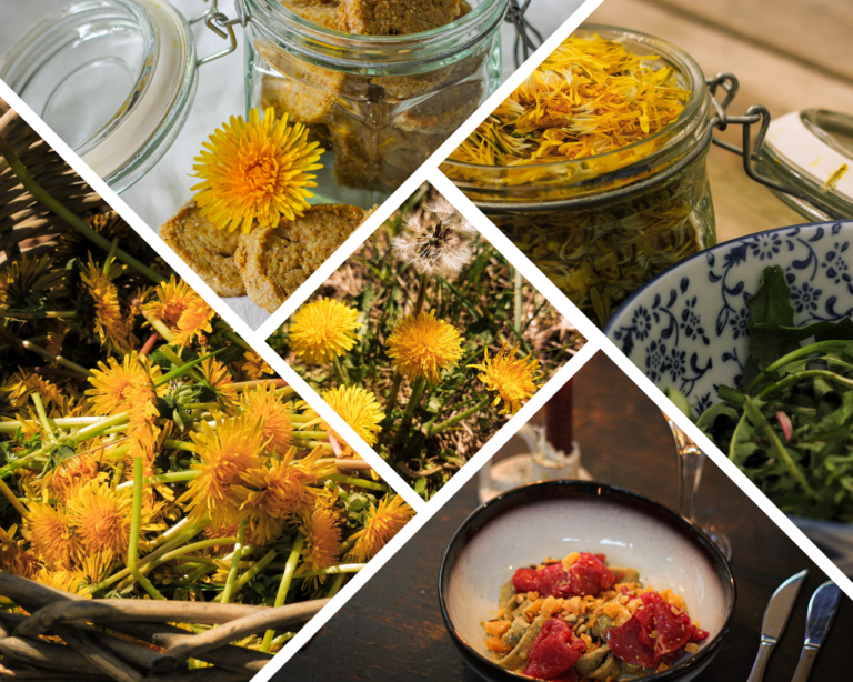 Paardenbloemen: Gezond en eetbaar + makkelijke recepten