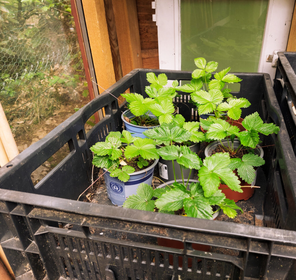 Aardbeien stekjes in kas