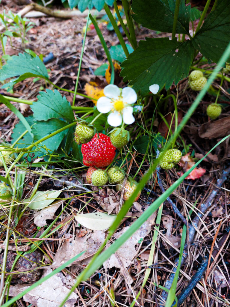 Aardbeien plant op bosgrond