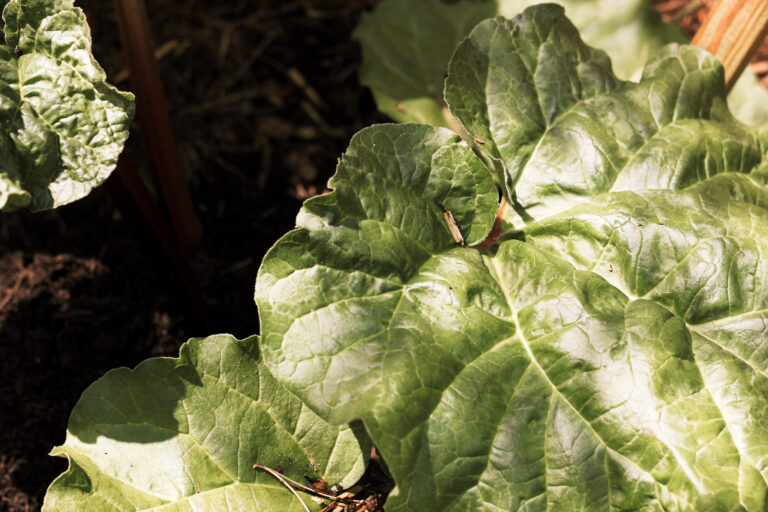 Rabarber kweken: van knalroze stengels tot compote