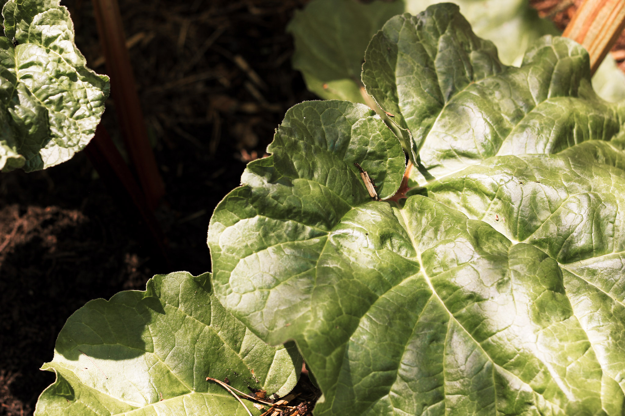 Rabarber kweken: van knalroze stengels tot compote